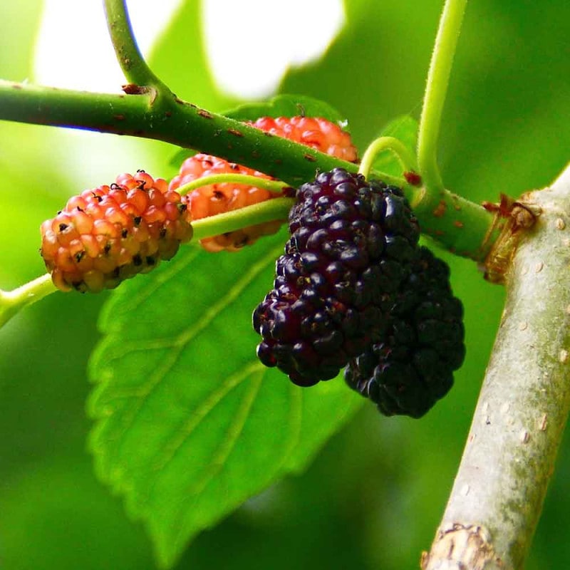 長桑　四季なり　桑苗　確認用 長桑 四季なり 桑苗 確認用 Amazon.co.jp: 四季成り マルベリー