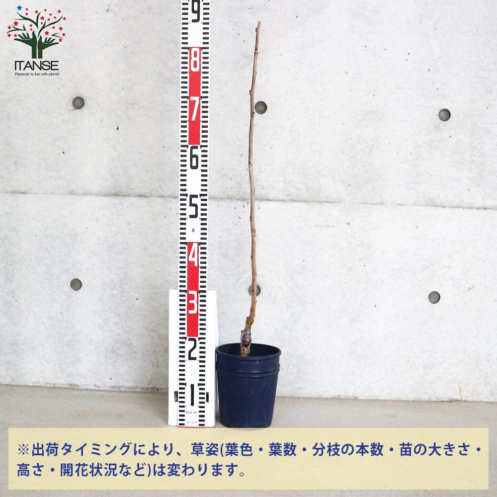 マルベリー(桑の木) カタネオ 【果樹の苗木 5号鉢／1個売り】｜ 【植物