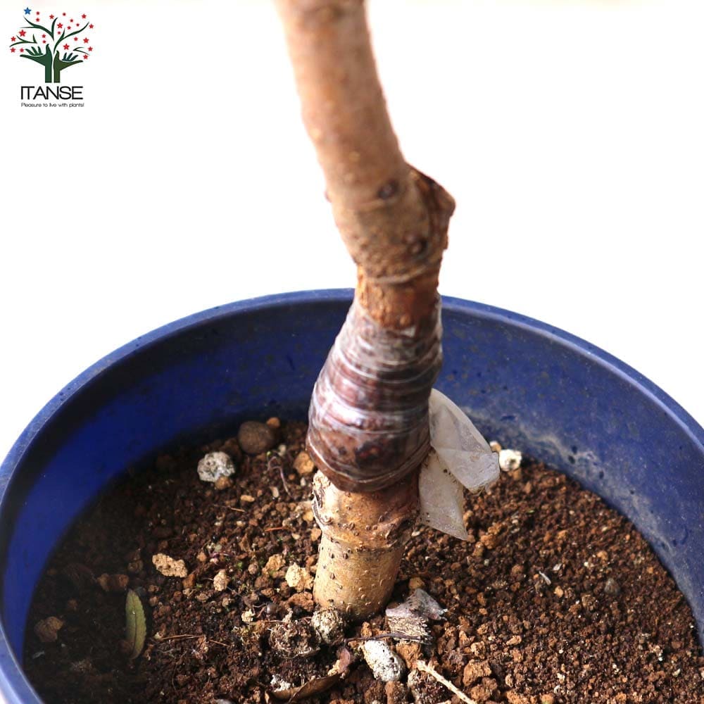 マルベリー(桑の木) カタネオ 【果樹の苗木 5号鉢／1個売り】｜ 【植物