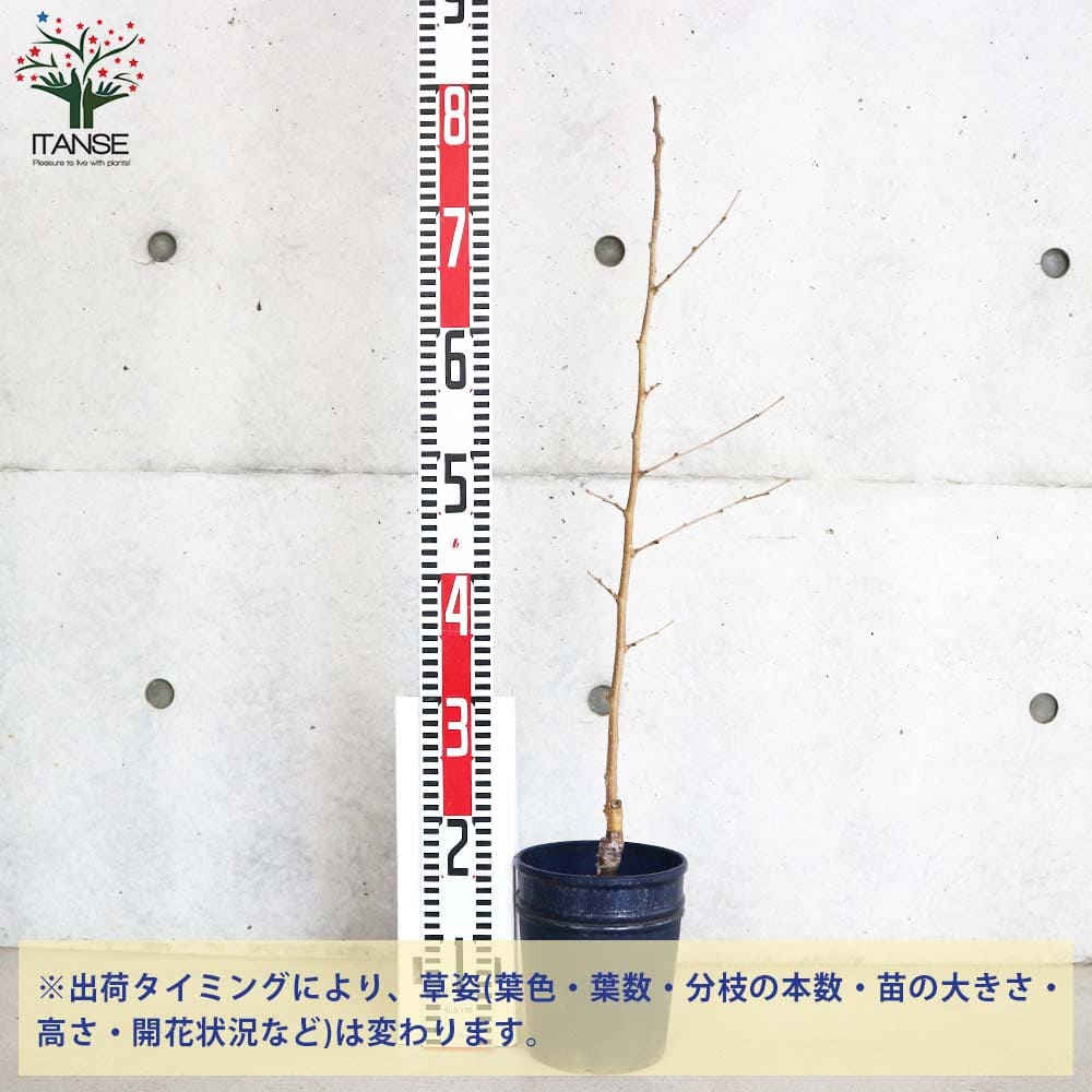 マルベリー(桑の木) 一ノ瀬 【果樹の苗木 5号鉢／1個売り】｜ 【植物の