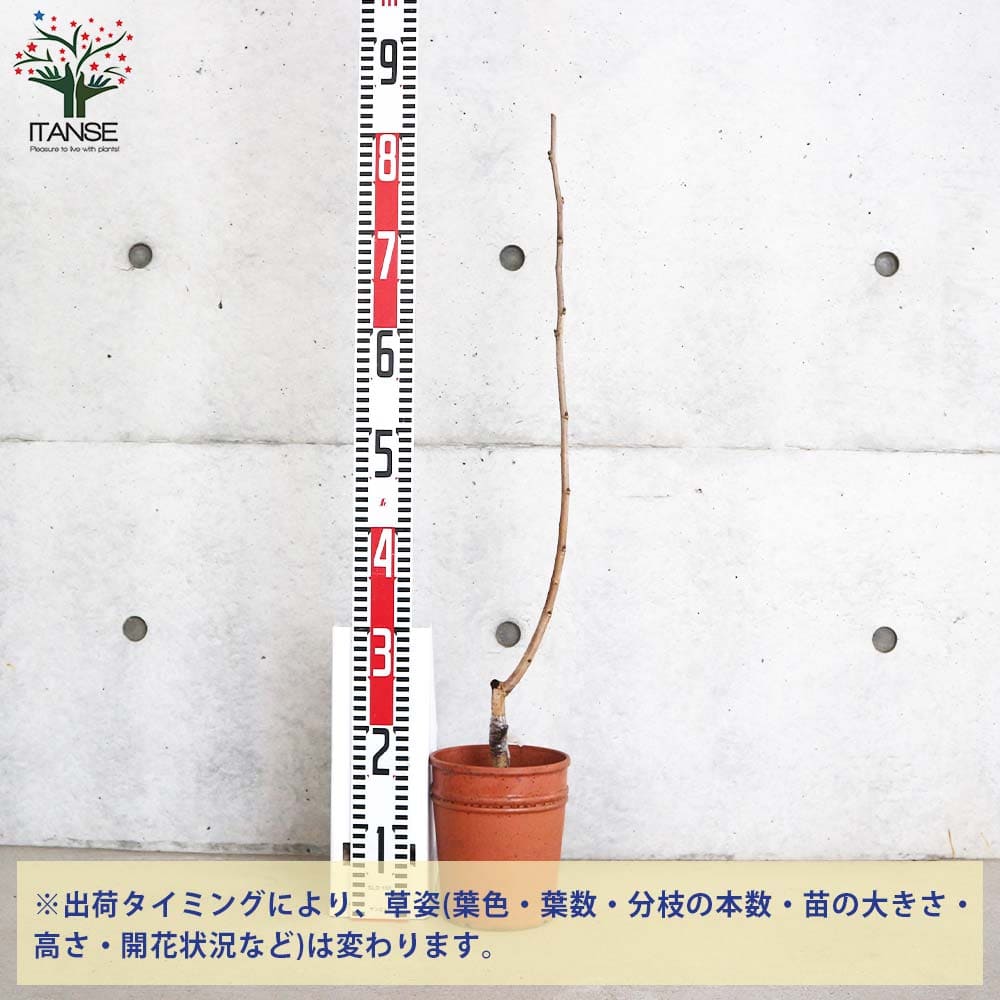 追加商品画像