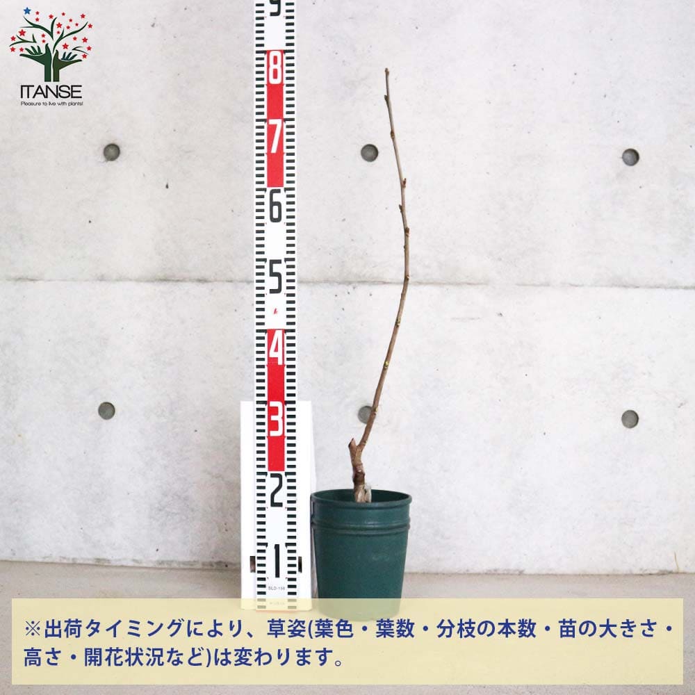 マルベリー(桑の木) 大唐桑 【果樹の苗木 5号鉢／1個売り】｜ 【植物の
