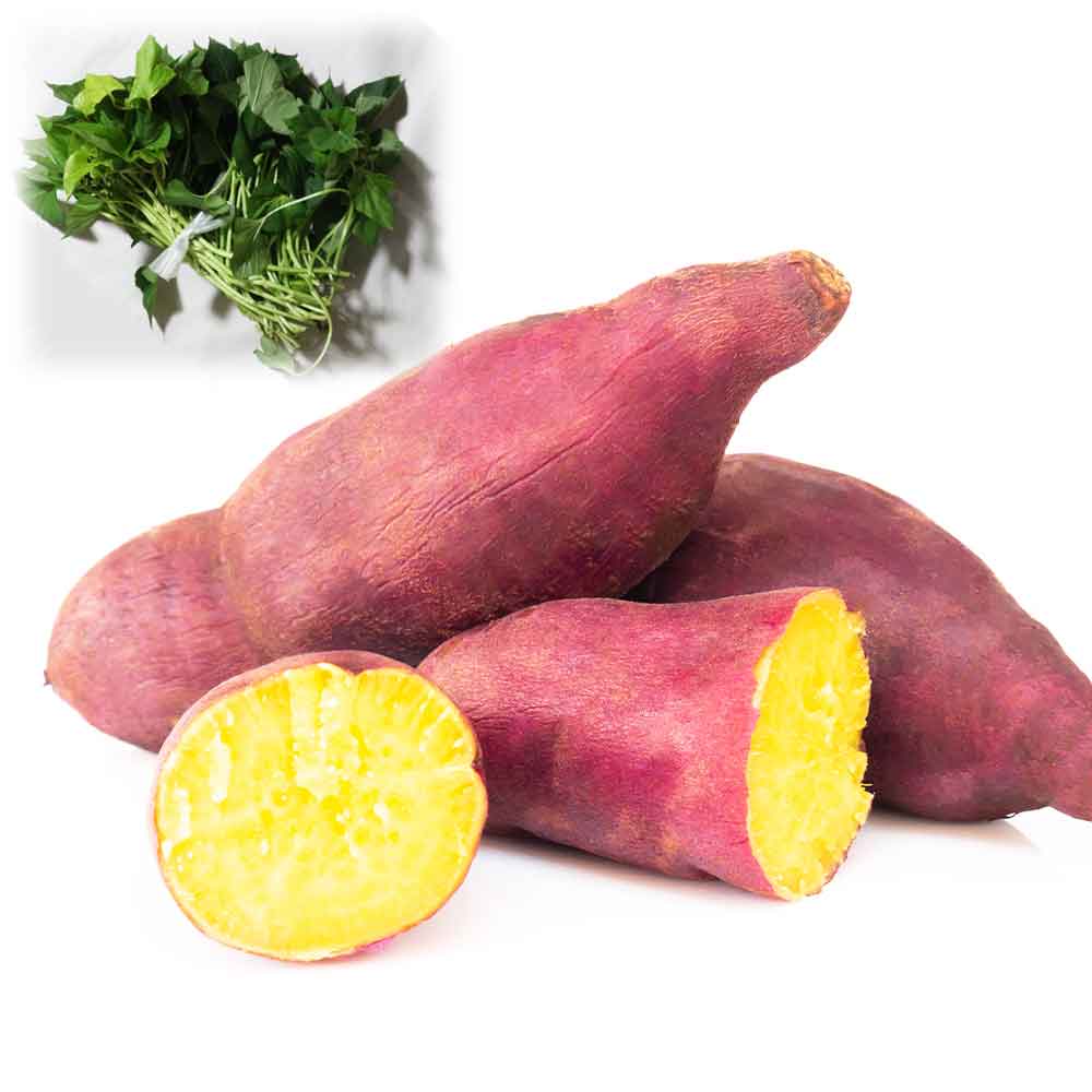 さつまいも切苗 品種：紅あずま【野菜の苗／切苗(約25本/束