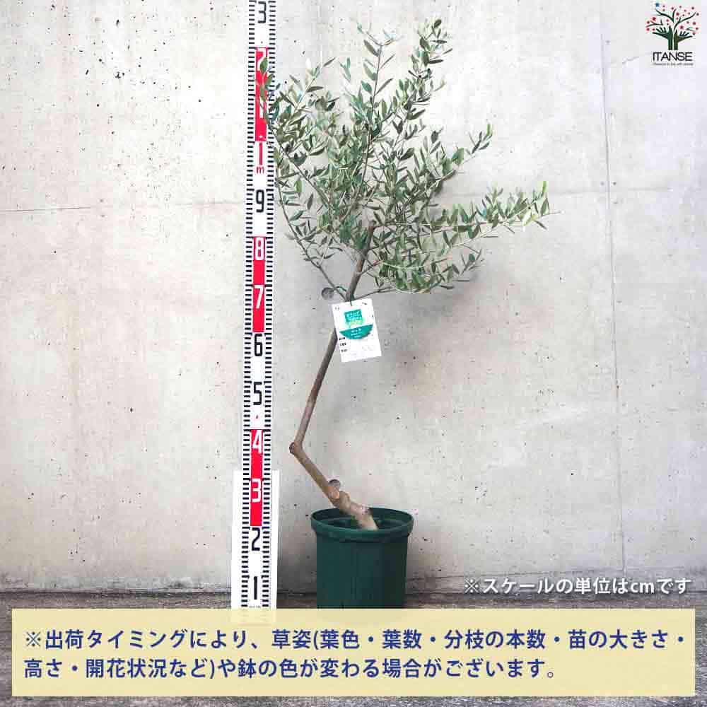 オリーブ ルッカ・スタンド曲がり 【果樹の苗木 8号鉢／1個売り