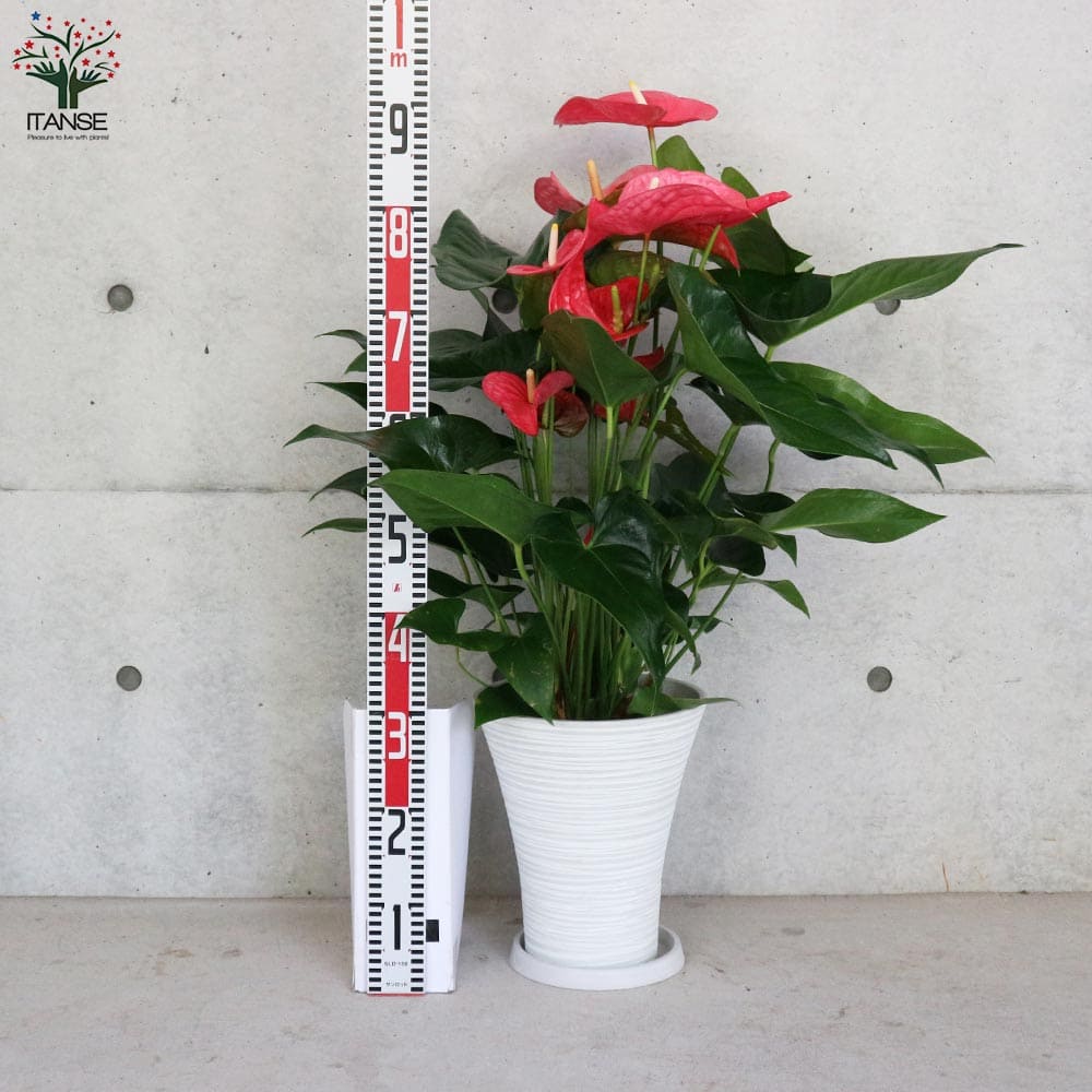 観葉植物 アンスリウム・メイン 【観葉植物 7号／1個売り】｜ 【植物の