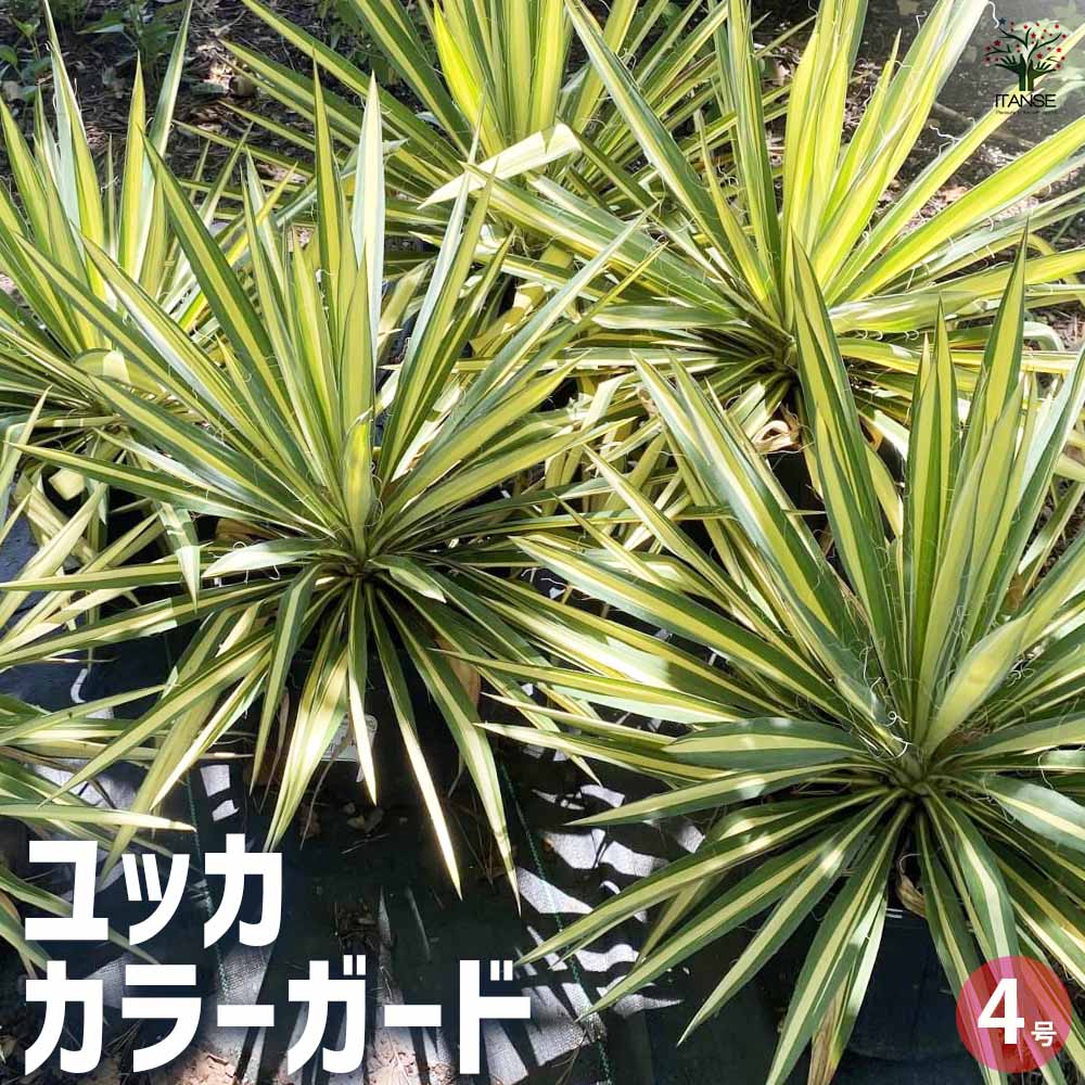 yucca-様ご確認ページ Yucca 'Bright Edge' - Devil Mountain Wholesale Nursery
