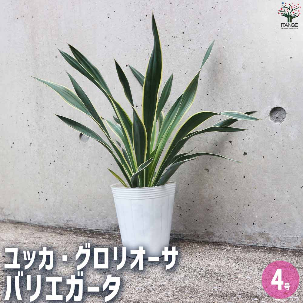 ユッカ グロリオーサ バリエガータ 【観葉植物 ／1個売り】