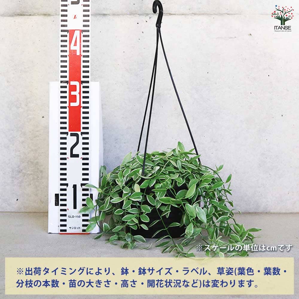 ディスキディア エメラルド 【観葉植物 6号／1個売り】｜ 【植物の