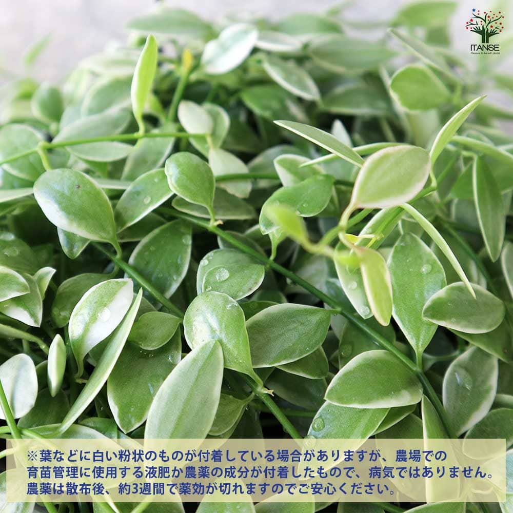 ディスキディア エメラルド 【観葉植物 6号／1個売り】｜ 【植物の