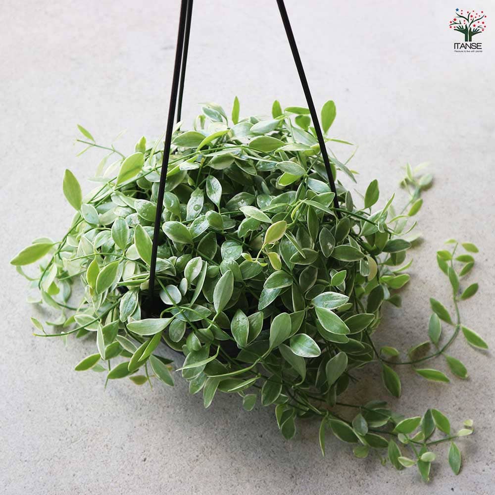 ディスキディア エメラルド 【観葉植物 6号／1個売り】｜ 【植物の