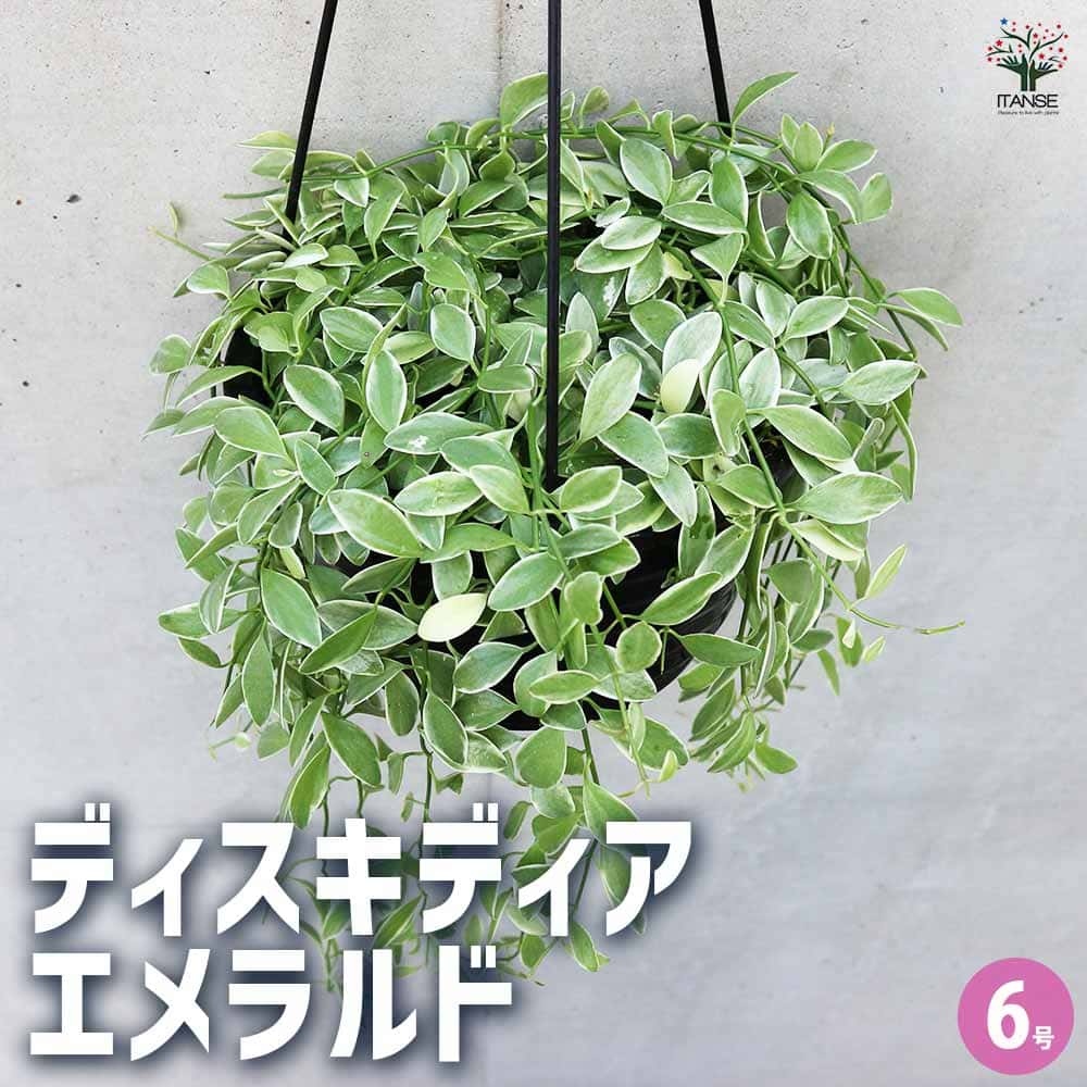ディスキディア エメラルド 【観葉植物 6号／1個売り】｜ 【植物の