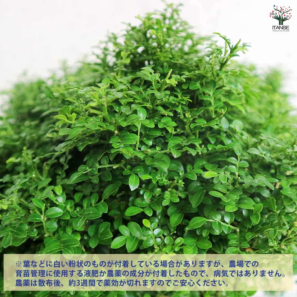 シルクジャスミン 矮性超小葉 【観葉植物 6号／1個売り】｜ 【植物の