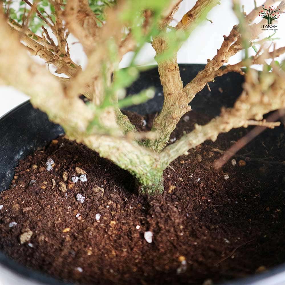 シルクジャスミン 矮性超小葉 【観葉植物 6号／1個売り】｜ 【植物の