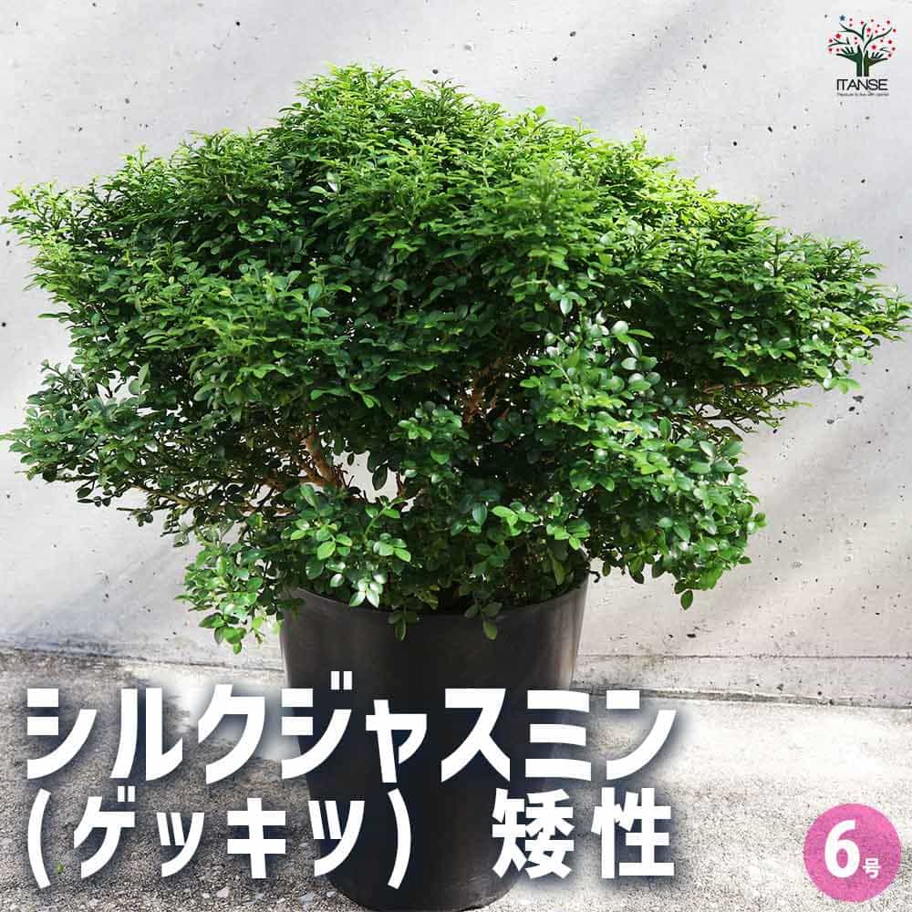 シルクジャスミン 矮性超小葉 【観葉植物 6号／1個売り】