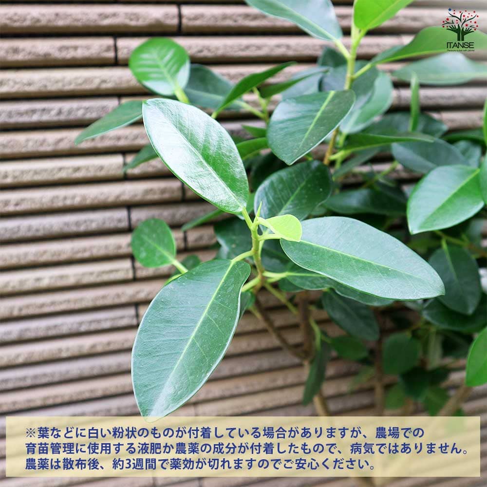 フランスゴム 曲がり仕立て 【観葉植物 7号／1個売り】｜ 【植物の