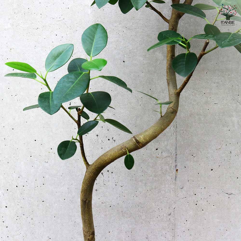フランスゴム 曲がり仕立て 【観葉植物 7号／1個売り】｜ 【植物
