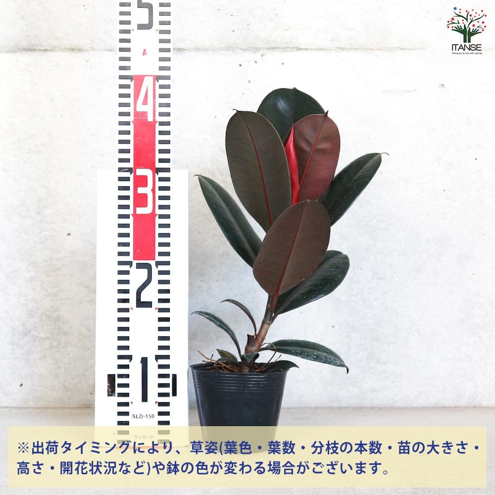 フィカス バーガンディー 【観葉植物 3.5号／1個売り】｜ 【植物の