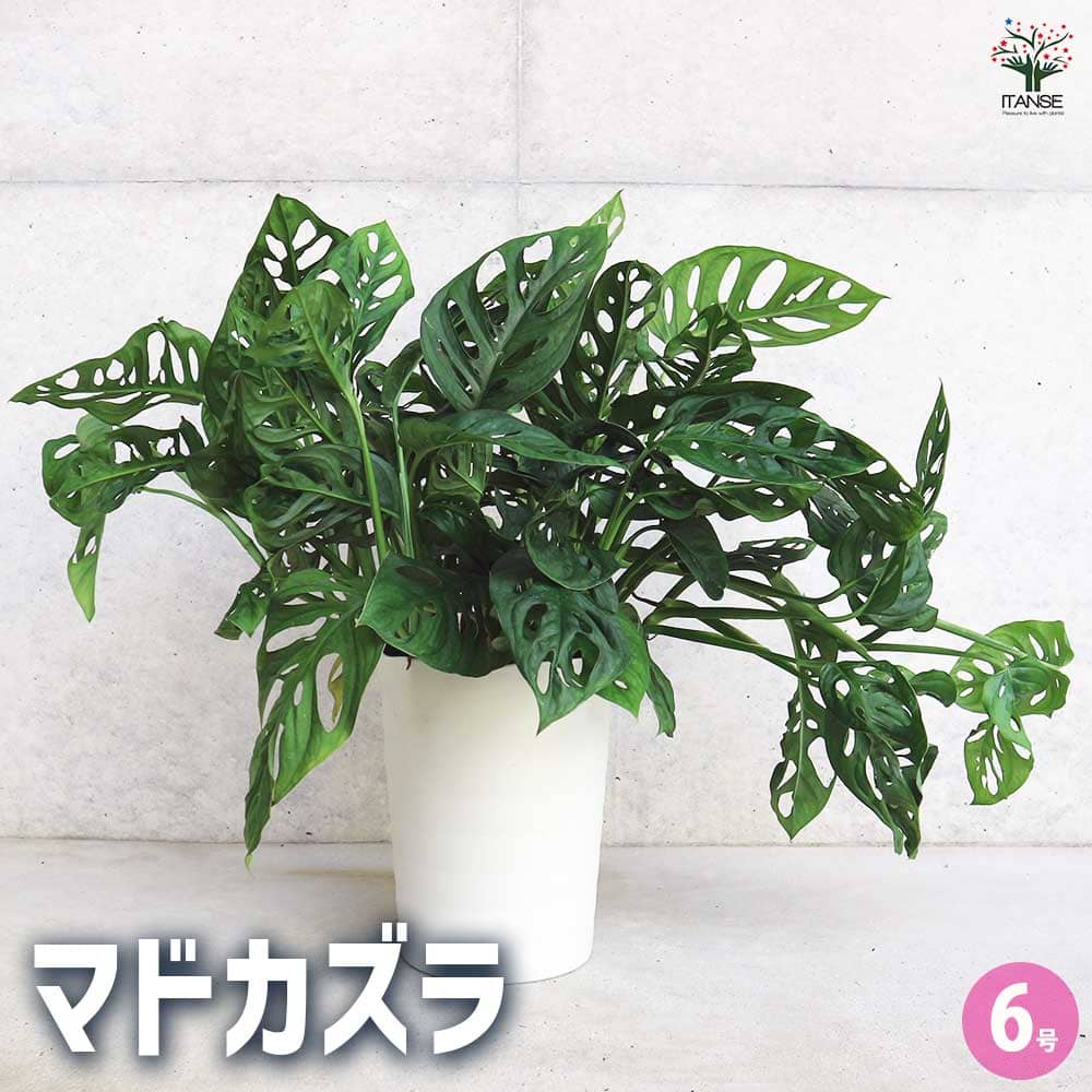 モンステラ マドカズラ 【観葉植物 6号／1個売り】