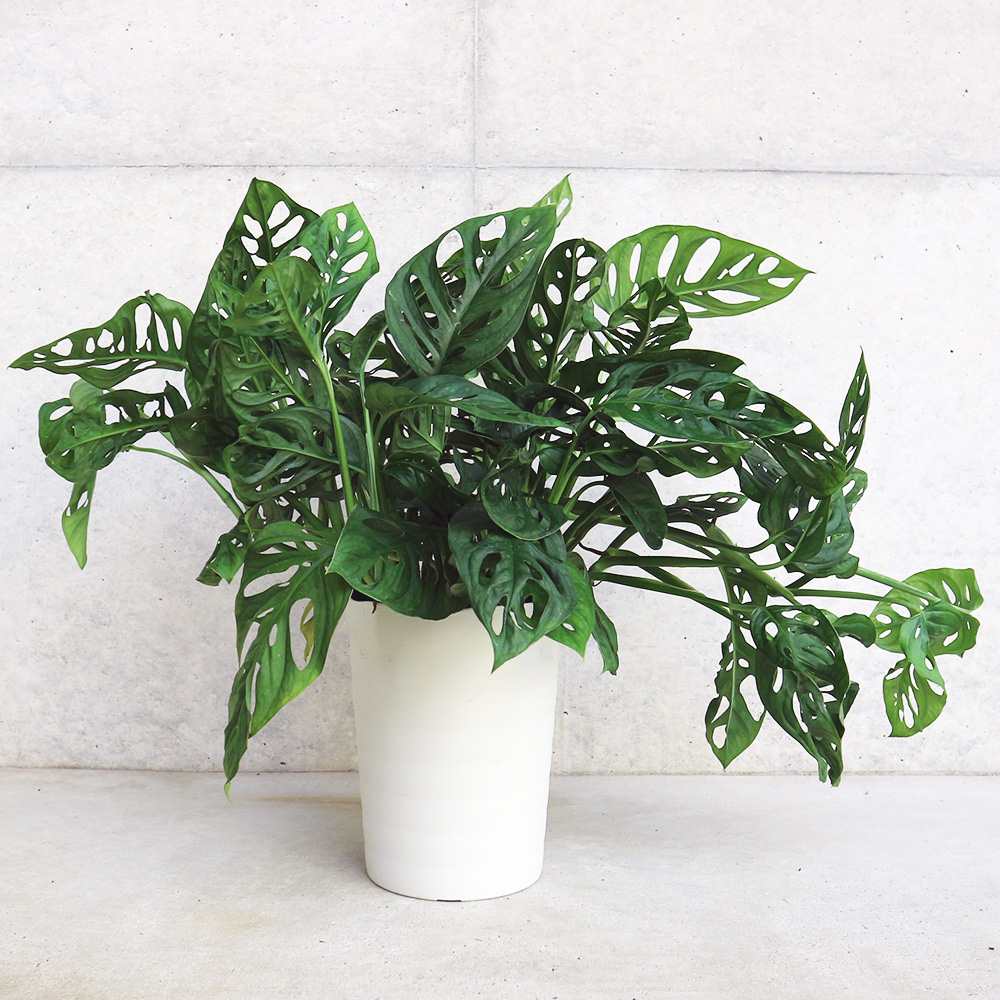 モンステラ マドカズラ 【観葉植物 6号／1個売り】