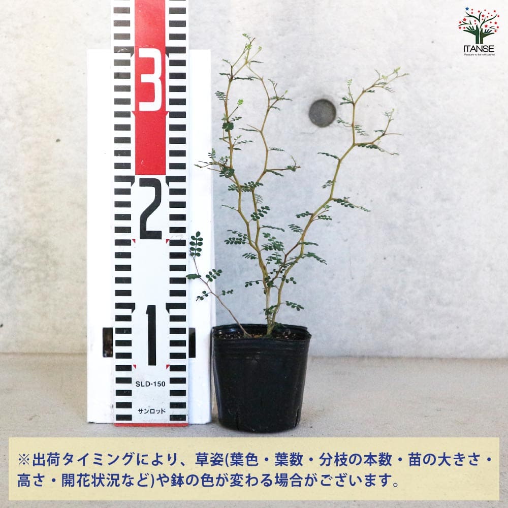追加商品画像