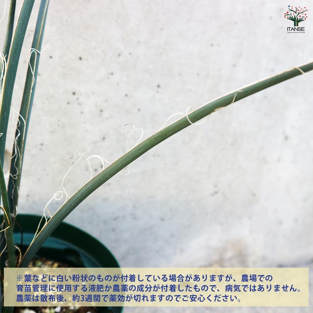 ヘスペラロエ イエロー 5号【観葉植物】｜ 【植物のITANSE】全品
