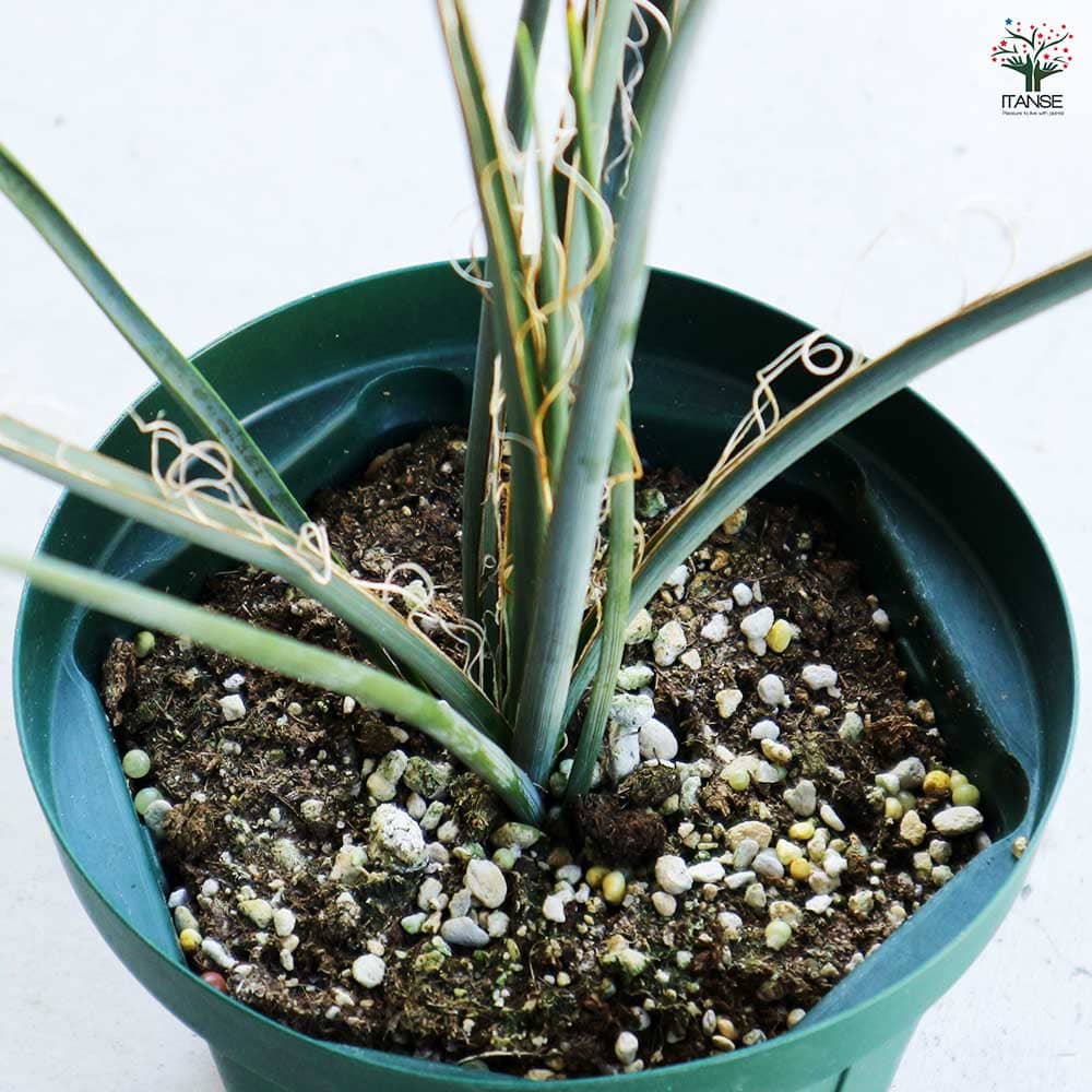 観葉植物 イエロー 【観葉植物 】｜ 【植物のITANSE】全品