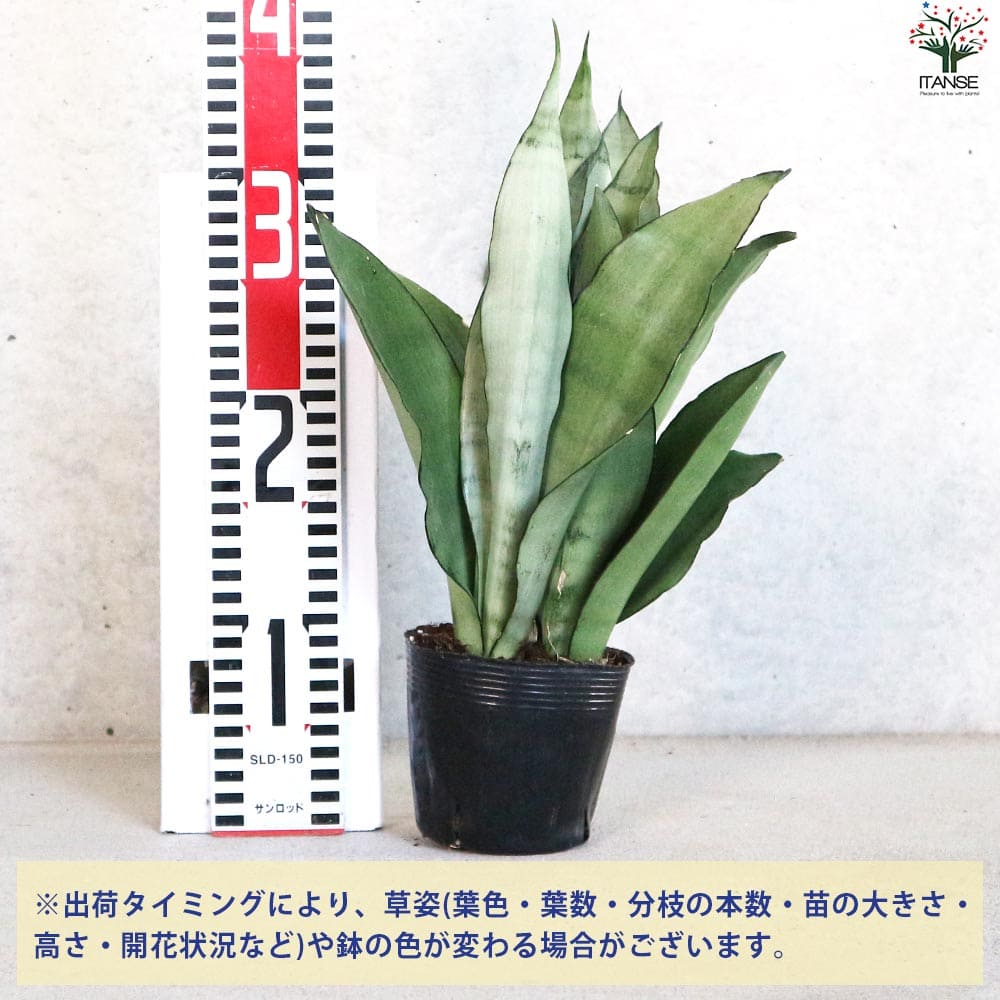 蓮*子様 サンスベリア　ビューティークイーン 蓮*子様 サンスベリア ビューティークイーン - メルカリ