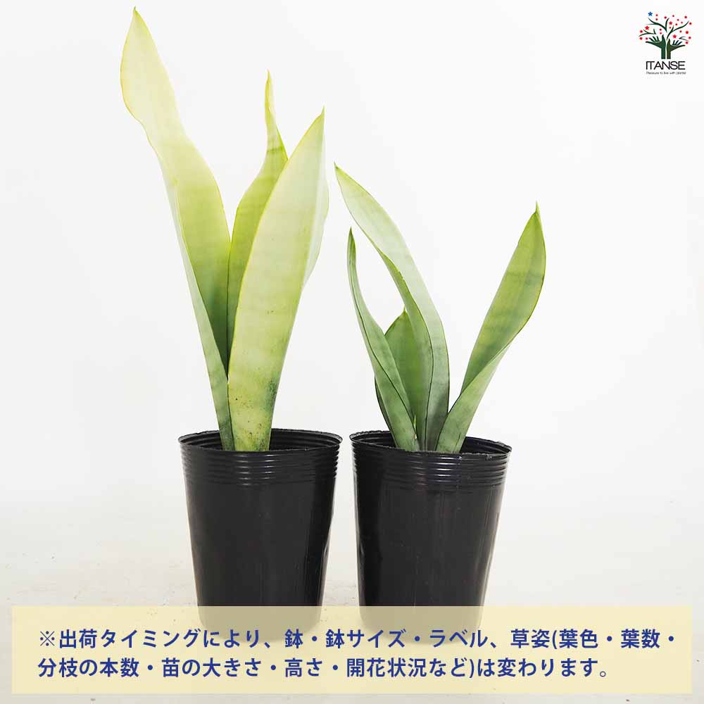 サンスベリア ムーンシャイン 【観葉植物 3.5号／1個売り】｜ 【植物の
