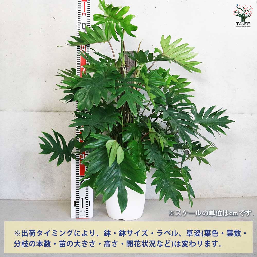 フィロデンドロン トサカカズラ 【観葉植物 8号／1個売り】｜ 【植物の