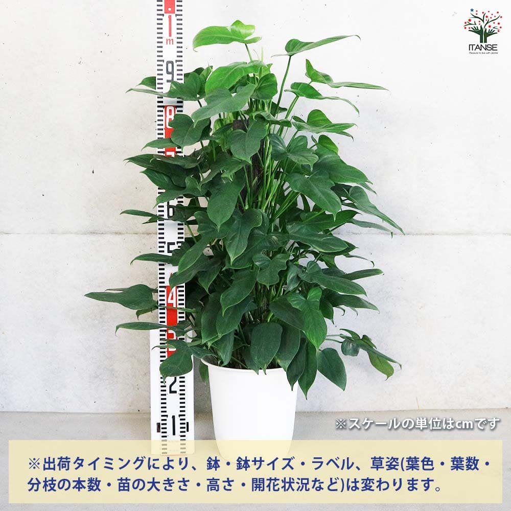 フィロデンドロン パンドラ 【観葉植物 8号／1個売り】｜ 【植物の