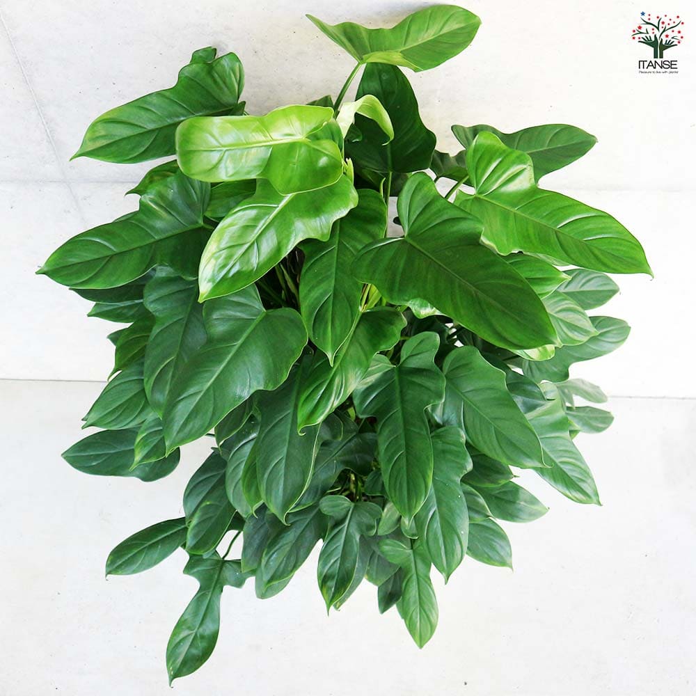 フィロデンドロン　パンドラ　苗　観葉植物 フィロデンドロン パンドラ 【観葉植物 8号／1個売り】｜ 【植物の