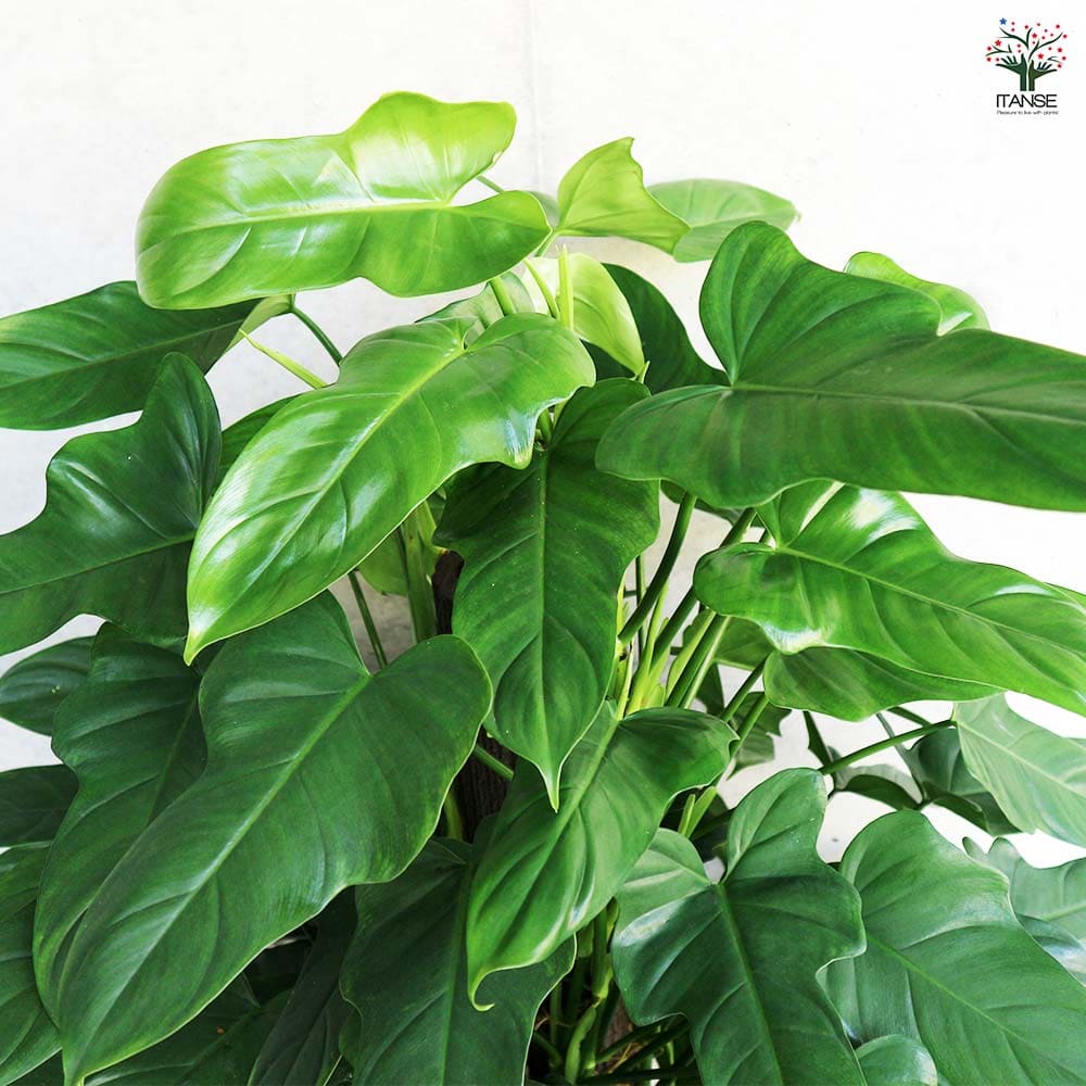 フィロデンドロン パンドラ 【観葉植物 8号／1個売り】｜ 【植物の