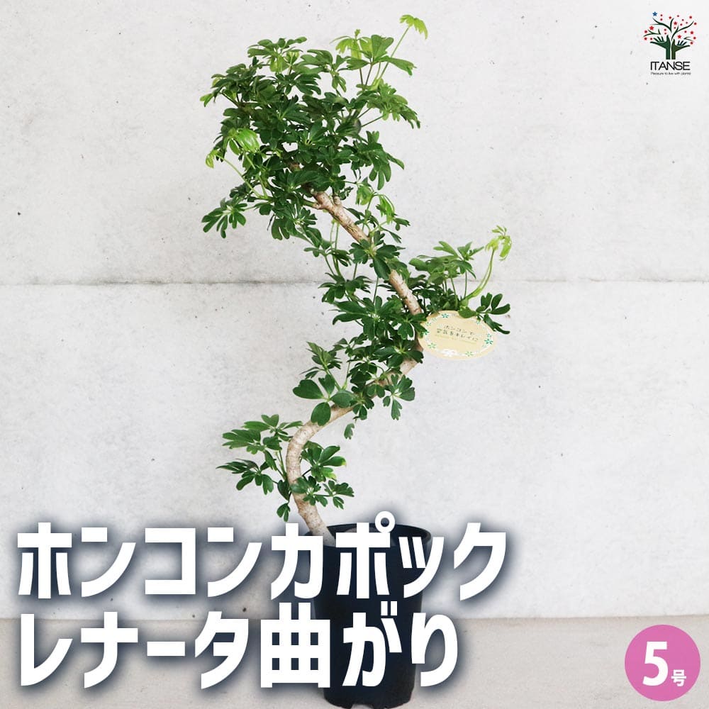 ホンコンカポック レナータ曲がり 【観葉植物 5号／1個売り】