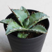 アガベ チタノタ・ブルー 【多肉植物 3.5号鉢／1個売り】|多肉植物