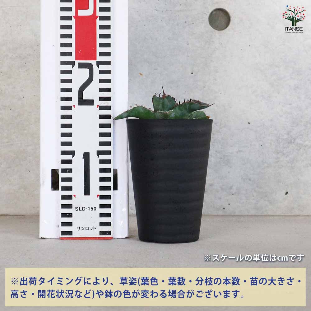 アガベ チタノタ・ブルー 【多肉植物 3.5号鉢／1個売り】｜ 【植物の