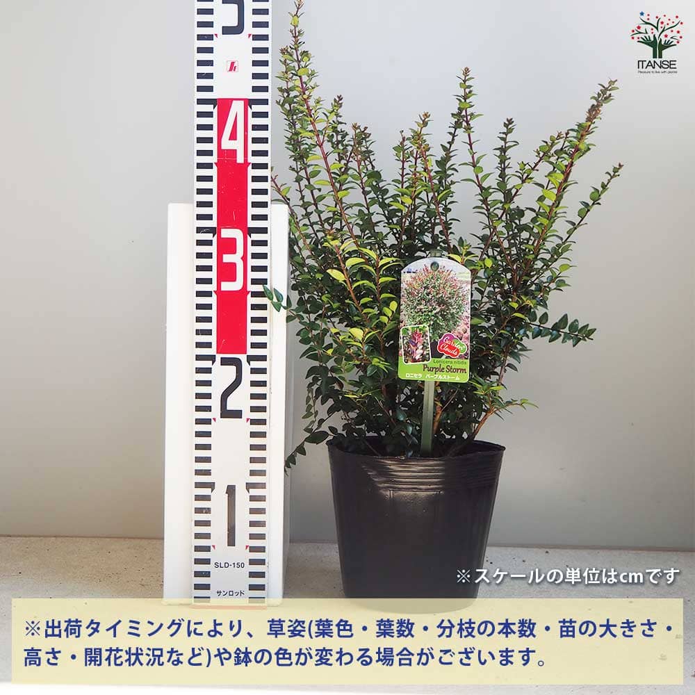 ロニセラ パープルストーム／モーンガータ ラウンド Sサイズ グレイ