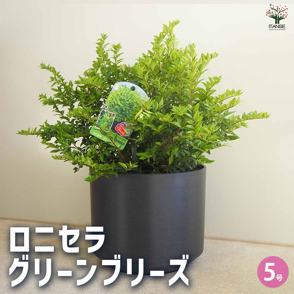 ロニセラ グリーンブリーズ／モーンガータ ラウンド Sサイズ ブラック