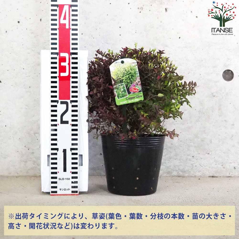 カロリナン2 VAN-VEAL CALORINONE-Ⅱ 専用 ヴァンベール カロリナン2 4箱（カロリナン2 VAN-VEAL