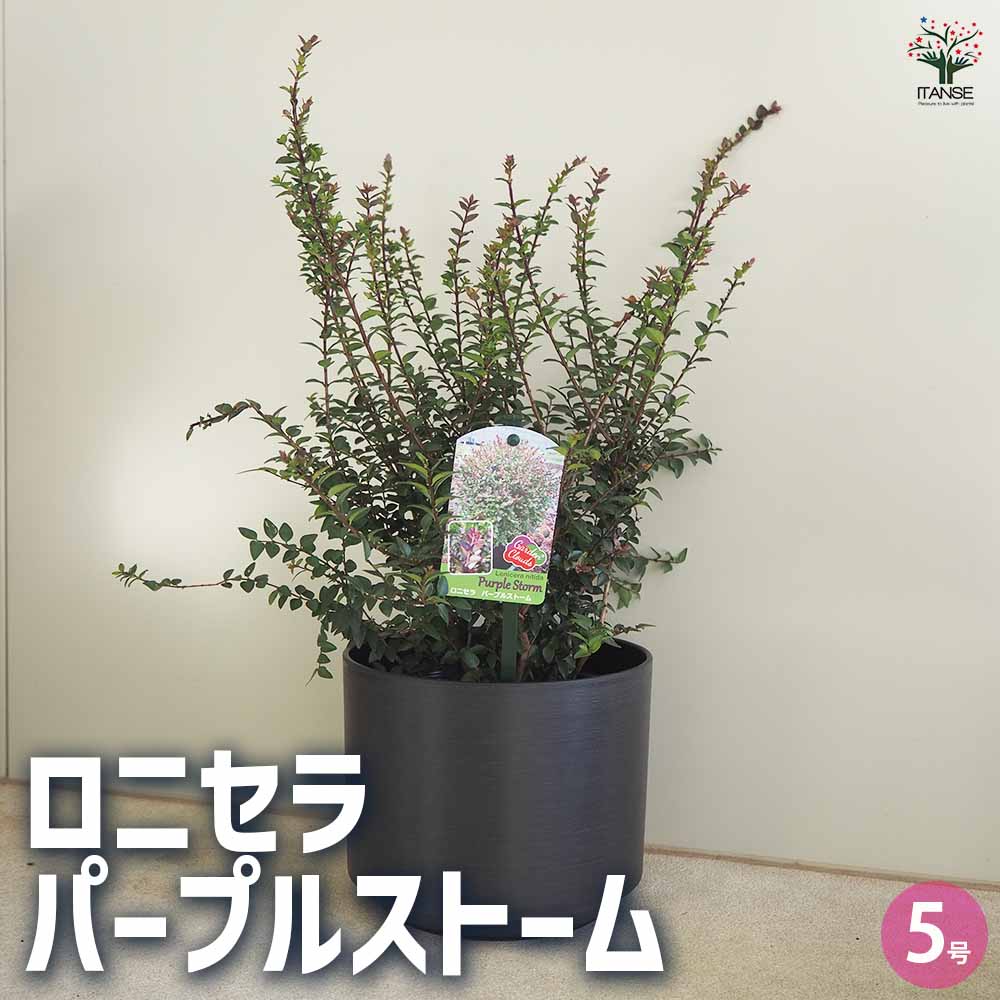 ロニセラ パープルストーム／モーンガータ ラウンド Sサイズ ブラック付き 【花木苗 5号】