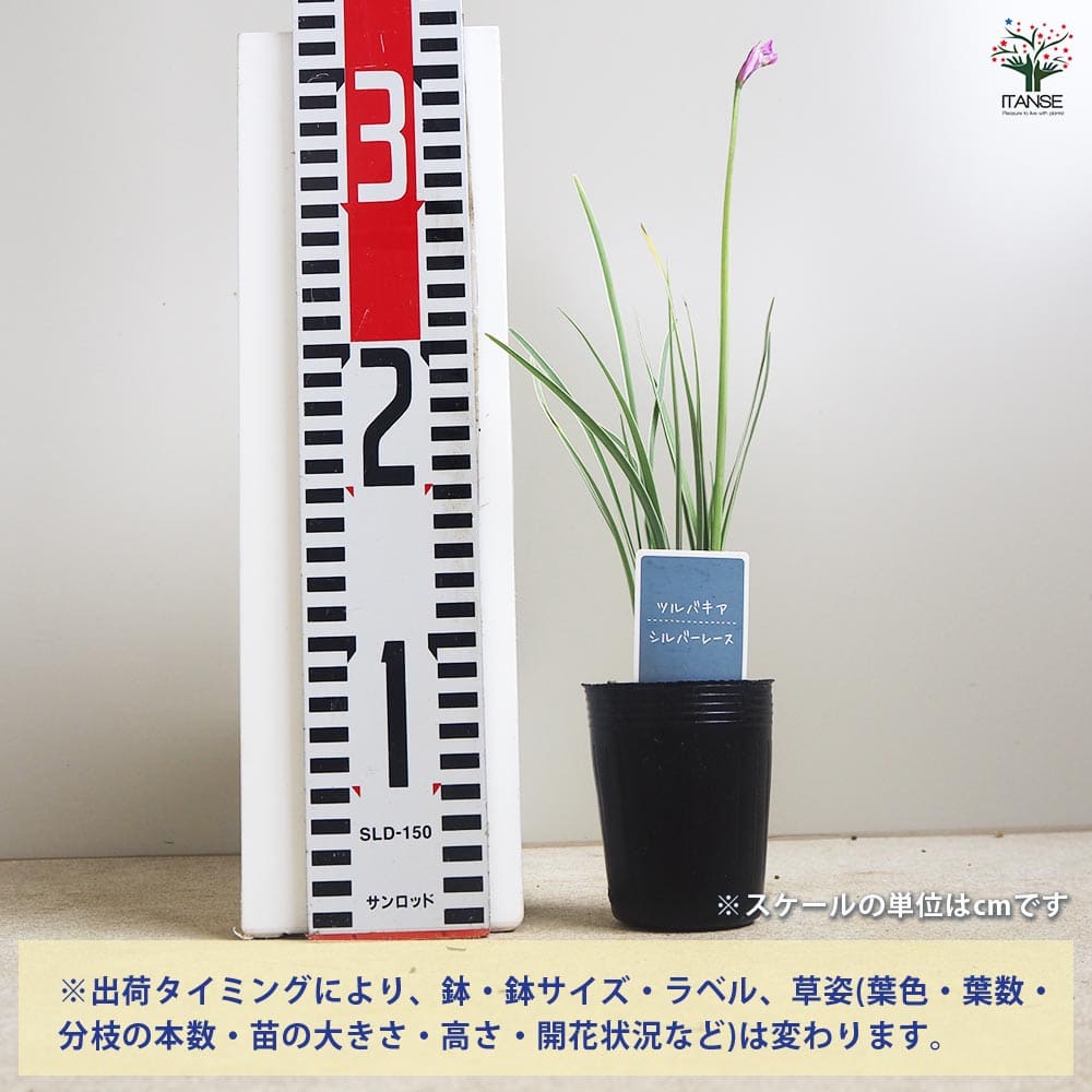 ツルバキア シルバーレース2個～ 【花苗 2.5号】｜ 【植物の