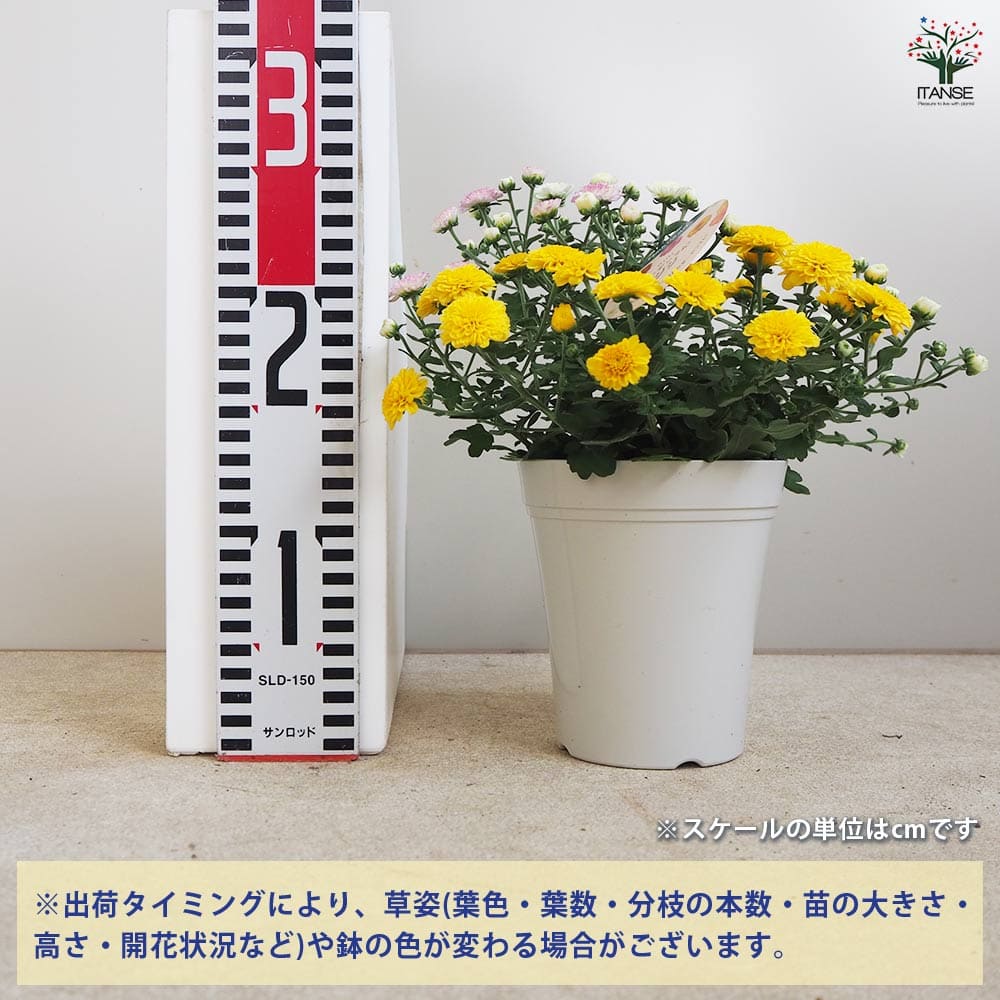 ガーデンマム ジジ ドライフラワー H-480 11/23まで 楽天市場】鉢花 マムの