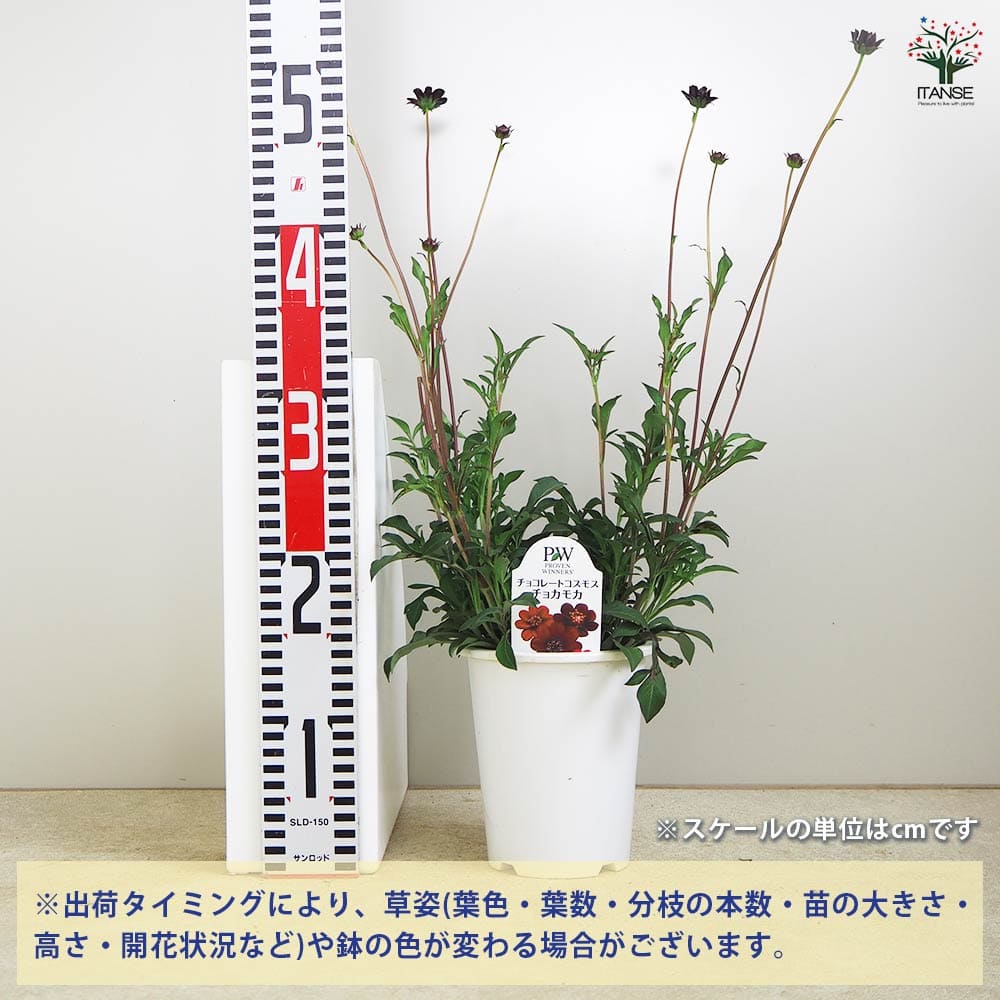 チョコレートコスモス チョコモカ 【花苗 4号】｜ 【植物の  