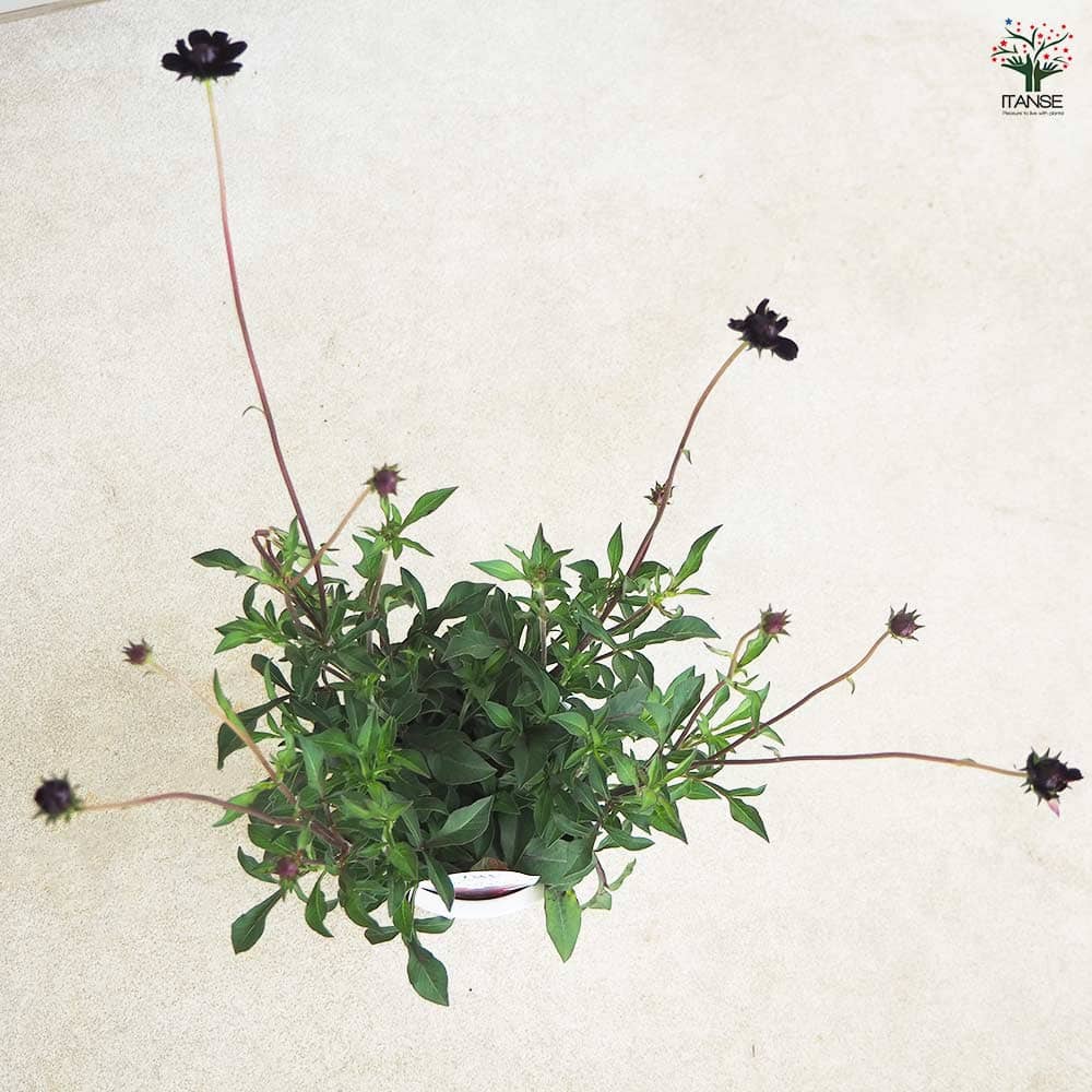 チョコレートコスモス チョコモカ 【花苗 4号】｜ 【植物の