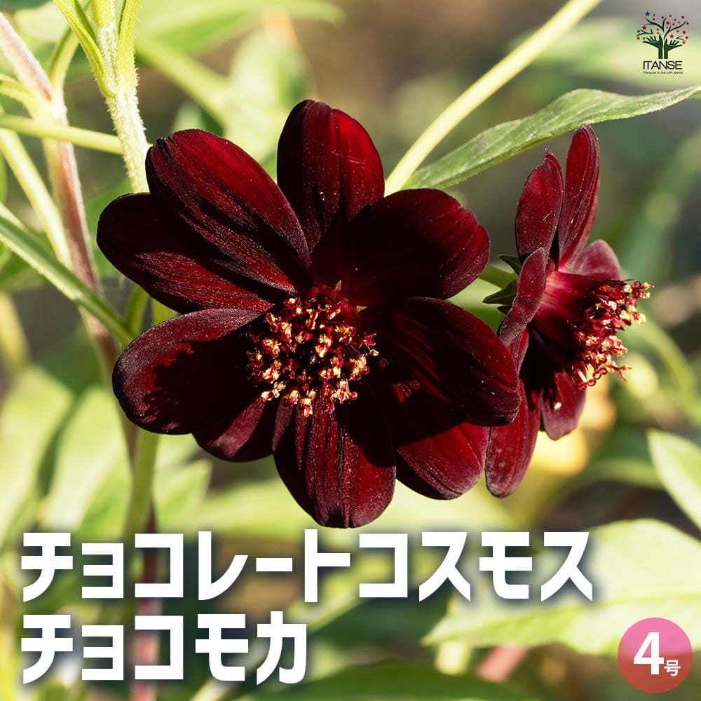 チョコレートコスモス チョコモカ 【花苗 4号】