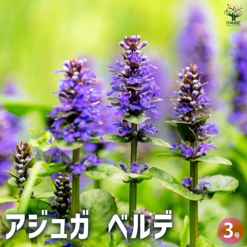 チランジア ベスト メドゥーサ クラス 2024.05.09.1.jpg