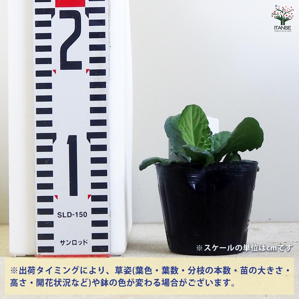 アジュガ ベルデ2個～ 【花苗 3号】｜ 【植物のITANSE】全品送料