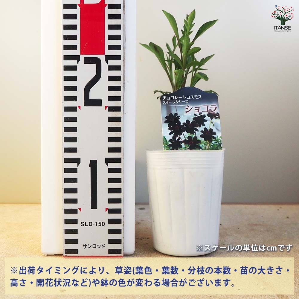 チョコレートコスモス ショコラ2個～ 【花苗 3号】｜ 【植物の