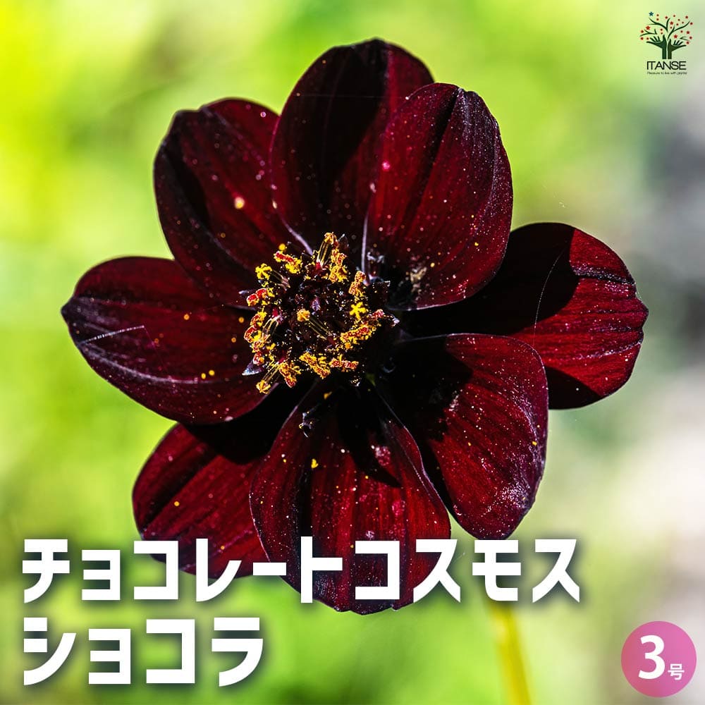 チョコレートコスモス ショコラ2個～ 【花苗 3号】