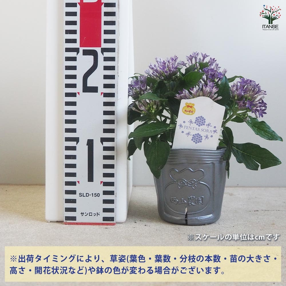 ペンタス ソラ 【花苗 3.5号】｜ 【植物のITANSE】全品送料無料