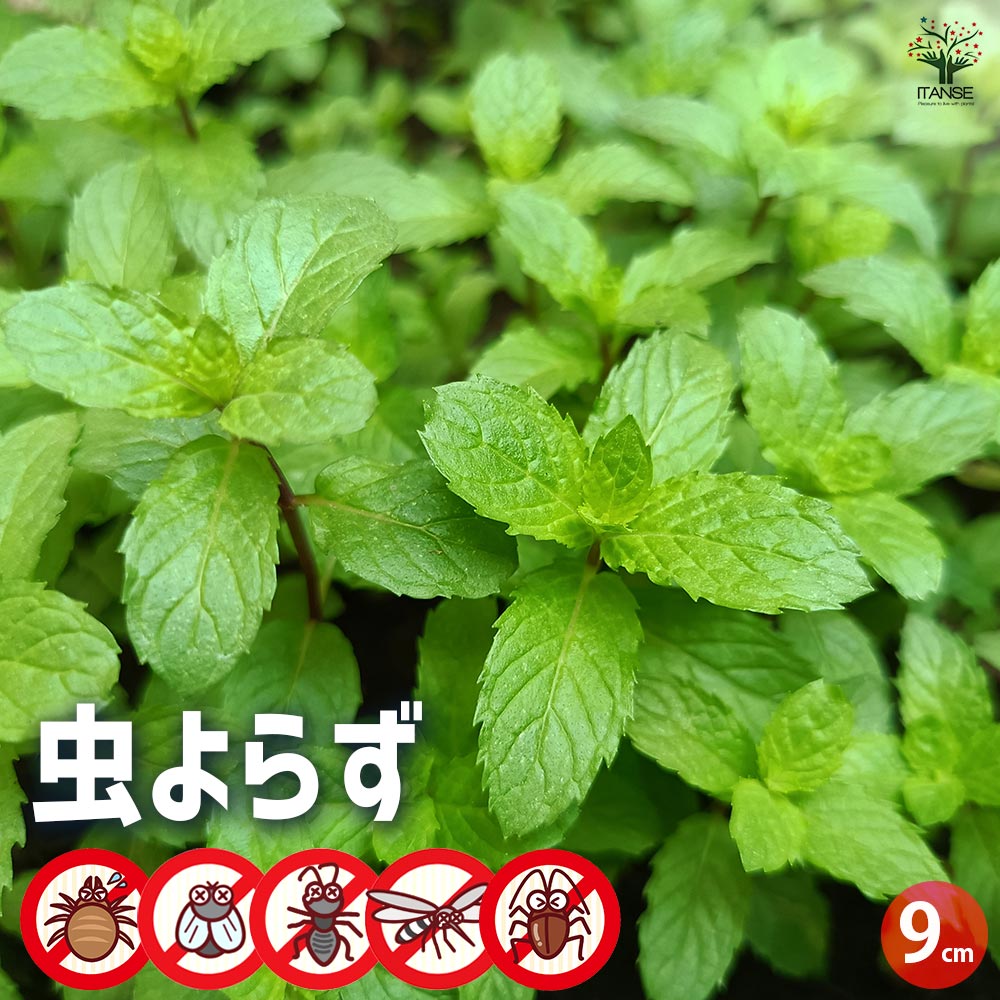 虫よらず 9cm 2個～【忌避ハーブの苗 9cm】